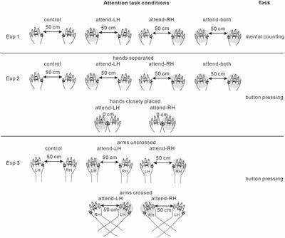 ERP evidence of attentional somatosensory processing and stimulus-response coupling under different hand and arm postures